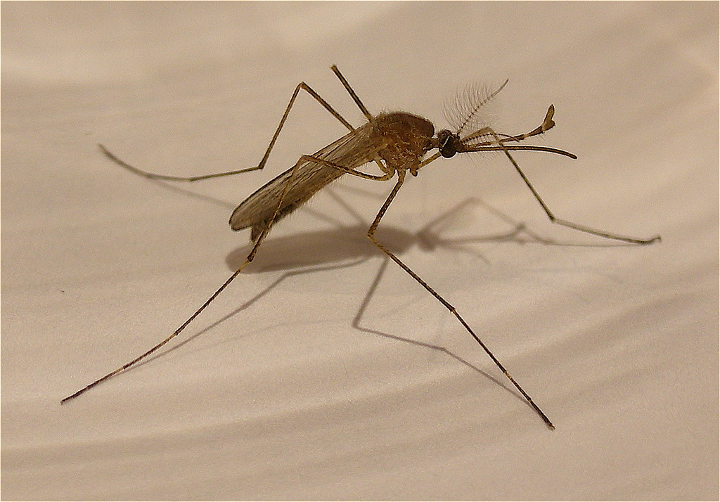 Mosquito Control