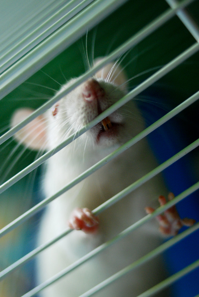 Rodent Control